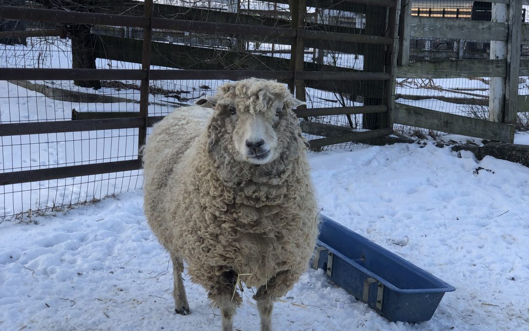 Stillpoint Farm Notes March 2022