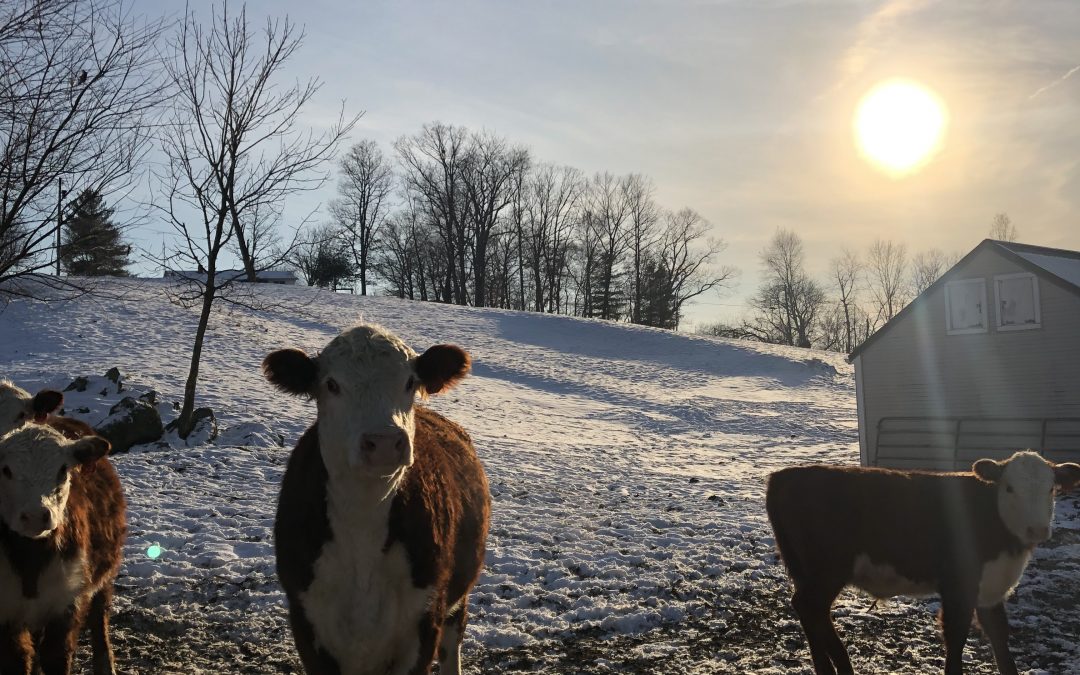 Stillpoint Farm Notes January 2022